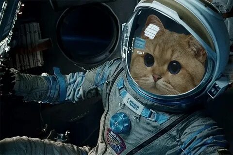 День космонавтики коты