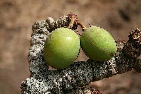 Butyrospermum parkii fruit oil