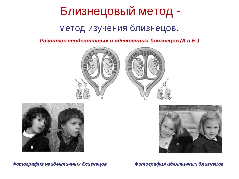 Исследования близнецов. Близнецовый метод однояйцевые. близнецовый метод генетики однояйцевые. методы изучения близнецов. схема близнецового метода.