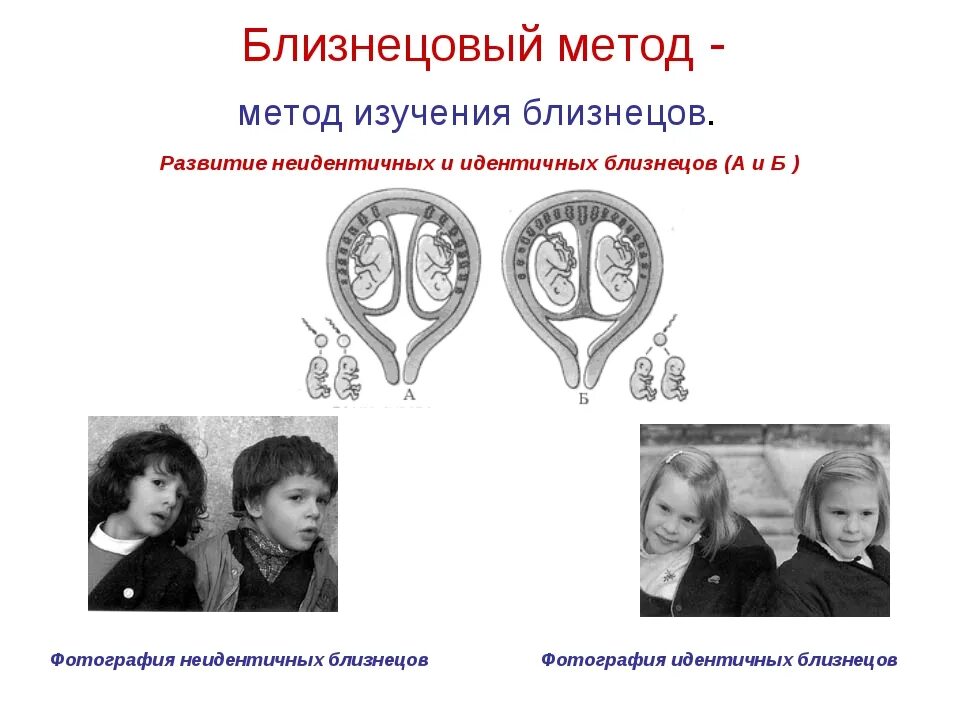 Близнецовый метод в генетике человека. Близнецовый метод однояйцевые. Близнецовый метод генетики однояйцевые. Методы изучения близнецов. Схема Близнецового метода.