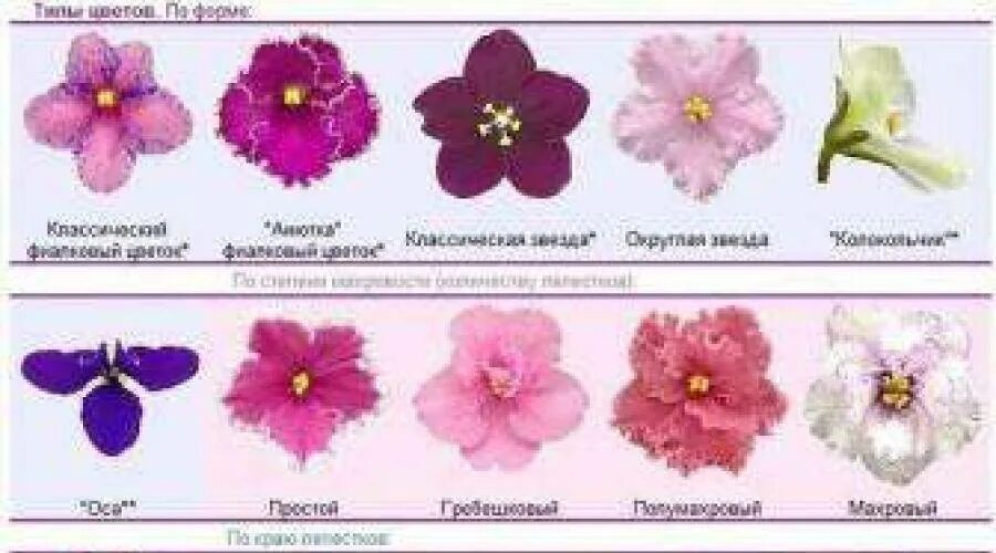 Какого какого цвета цветы фиалки. Классификация фиалки узамбарской. классификация цветков сенполии. классификация формы цветков фиалки. классификация сортов сенполий.