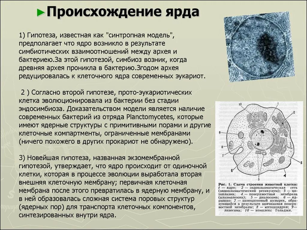 Возникновение клеточной формы жизни