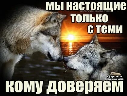 Группа волк