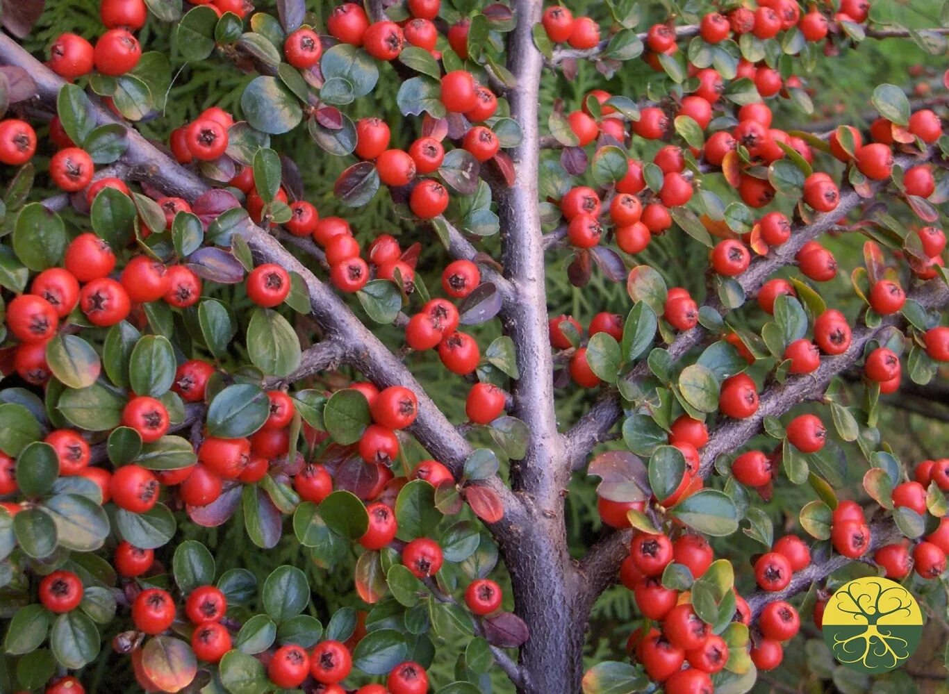 Кизильник cotoneaster horizontalis. Кизильник шнайдер. Кизильник калинолистный. Кизильник цвет. Кизильник алаунский.