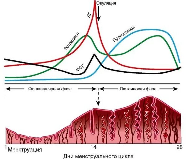 Гормоны по фазам менструационного цикла. ЛГ ФСГ В фазы менструационного цикла. Гормоны по фазам цикла график. Уровни гормонов по фазам цикла. Пролактин овуляция