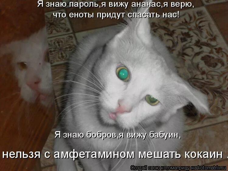 Давайте не поддаваться спокойствию и сохранять панику. Мемы про мандарины. Я вижу мандарин я съем три мешка. Я знаю пароль я вижу мандарин. Скоро новый год мандарин мне в рот.