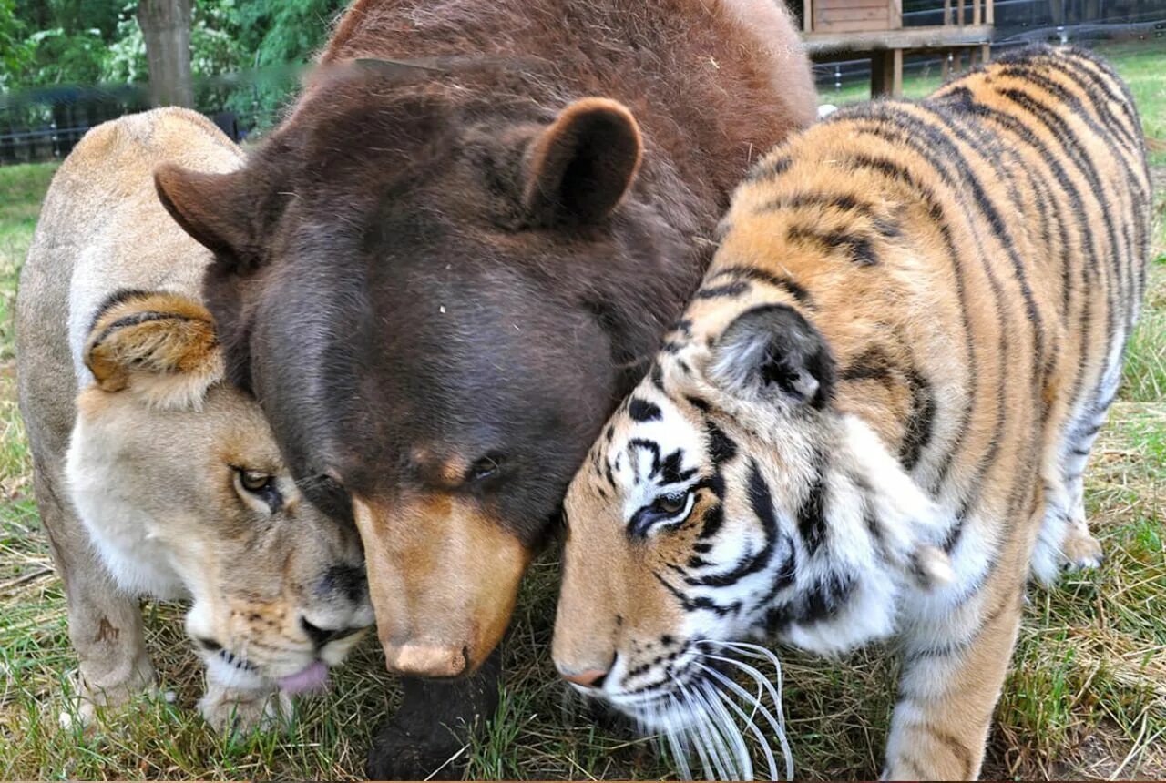 My friend tiger. Дружба медведя тигра и льва. My friend tiger. Тигр обнимает. Тигр картина с подписями.