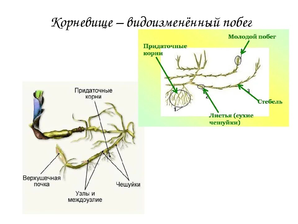 Строение видоизмененных побегов корневище. Корневище пырея это видоизмененный побег. Строение корневища пырея. Строение корневища ландыша. Доказательство корневище видоизмененный побег