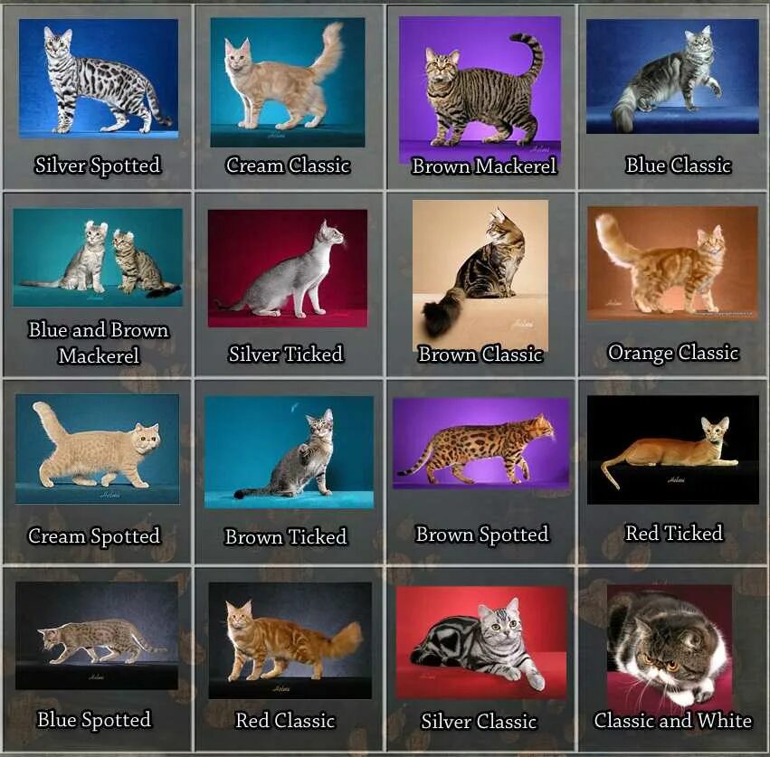 Список пород кошек. Породы кошек по алфавиту. Породы кошек по алфавиту названия. Породы кошек в алфавитном порядке. Породы кошек каталог.