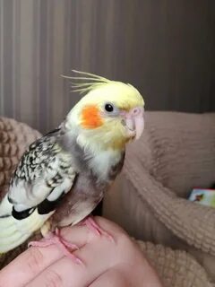 Корелла нос