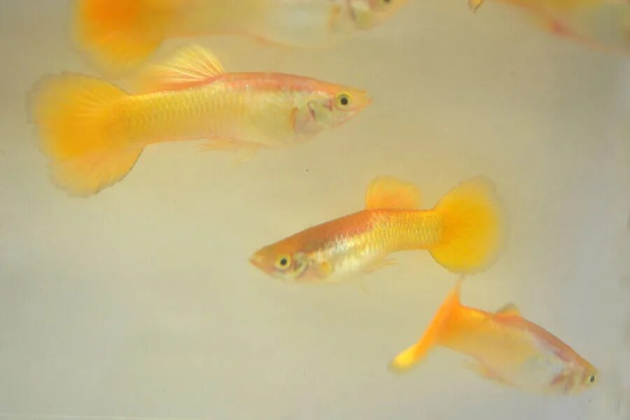 Гуппи желтые германские. Гуппи аквариумные рыбки. Гуппи желтые германские. Гуппи тукседо желтые. Гуппи желтые.