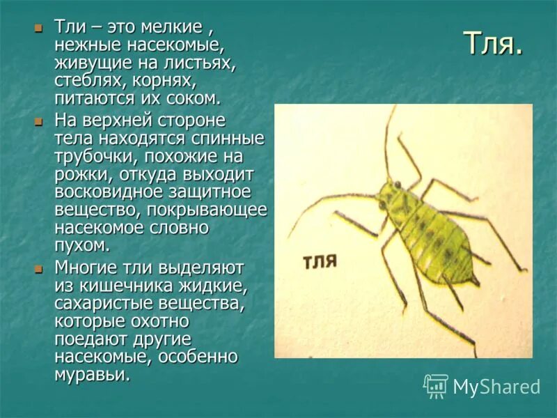 Тля описание. Строение тли. Тля насекомое. Тли строение описание.