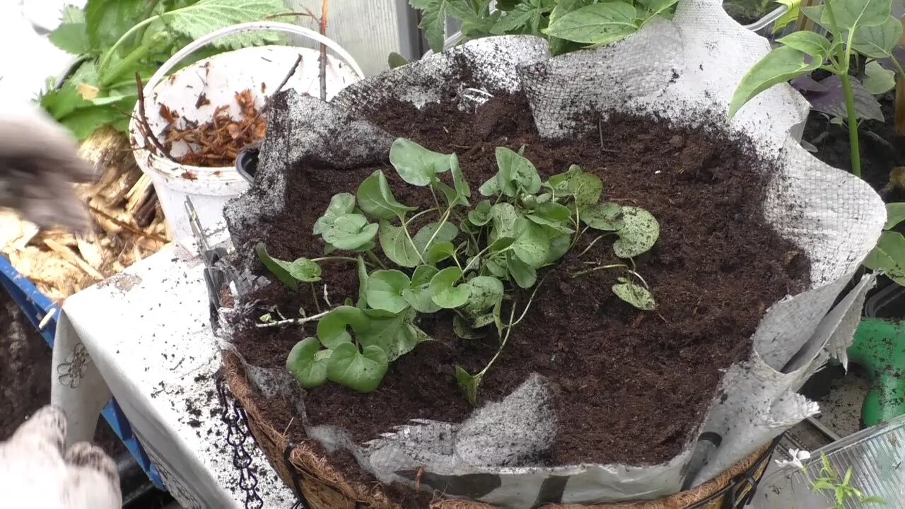 дихондра ползучая серебряный. дихондра серебристый. дихондра серебристый пикировка. когда сеять дихондру. дихондра ампельная черенки.