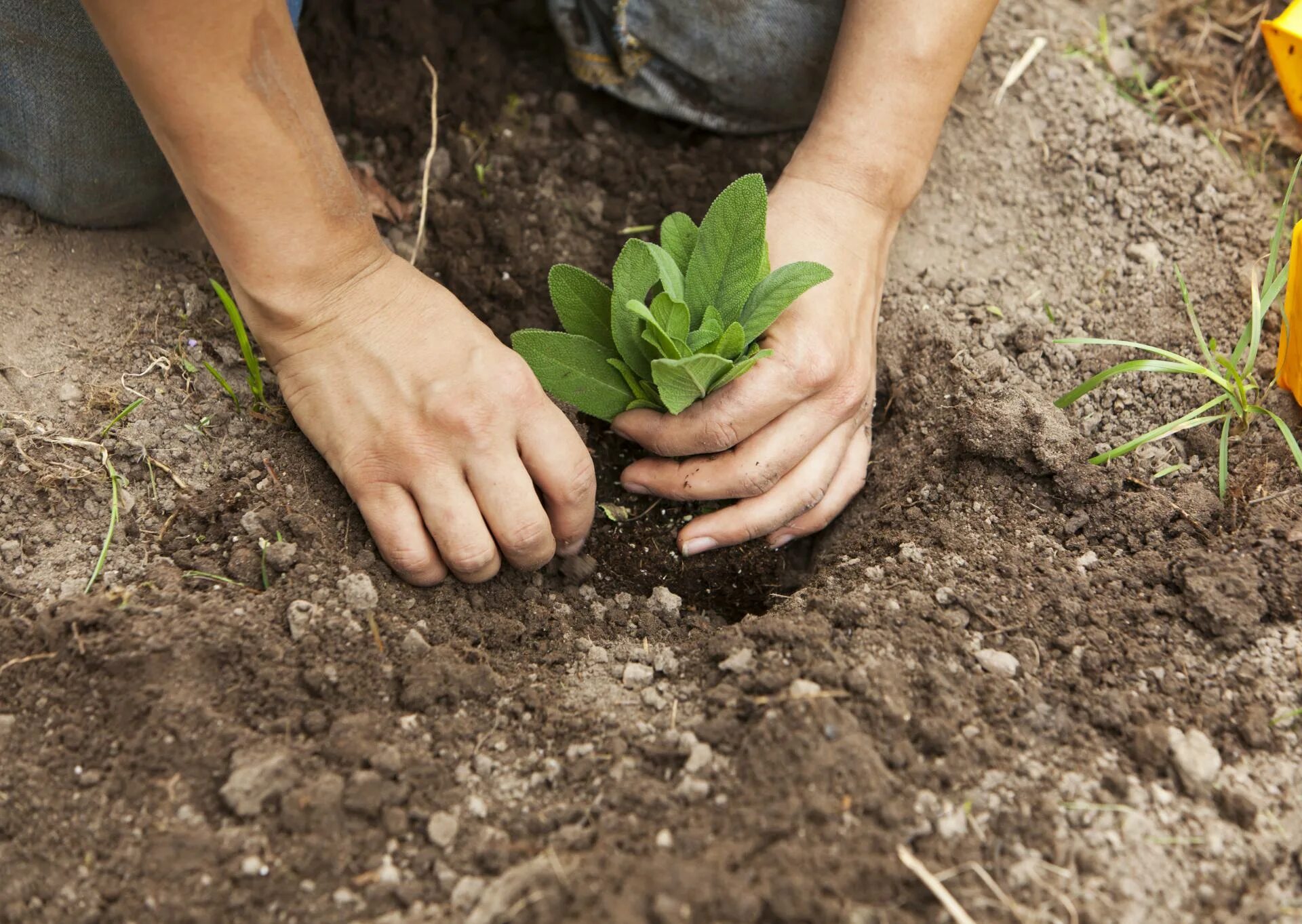 Planting. Proper planting. Насаждение заставлять картинки. Buffer planting.