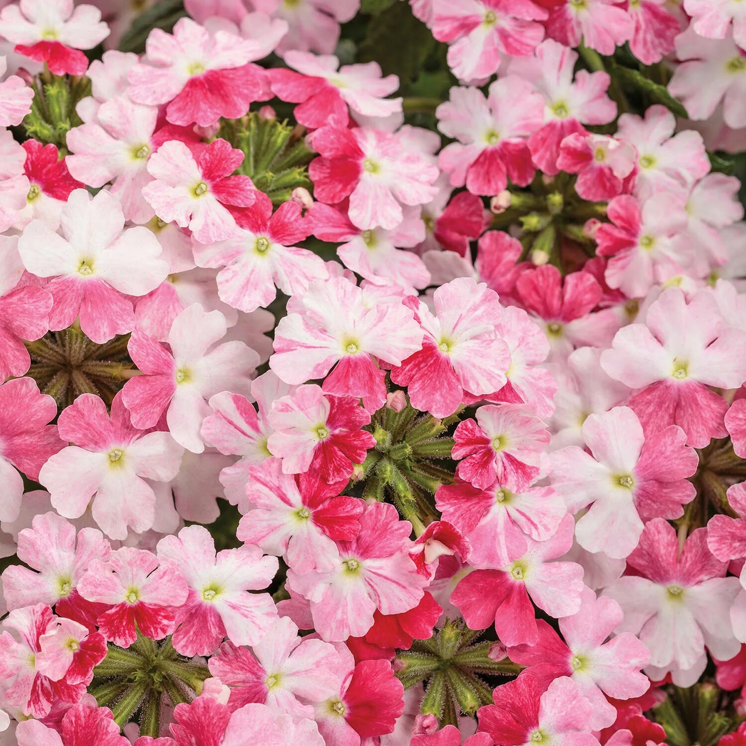 Вербена vanessa. Вербена Пинк. Вербена Vanessa bicolor Pink. Вербена bicolor Rose. Вербена кварц Пинк.