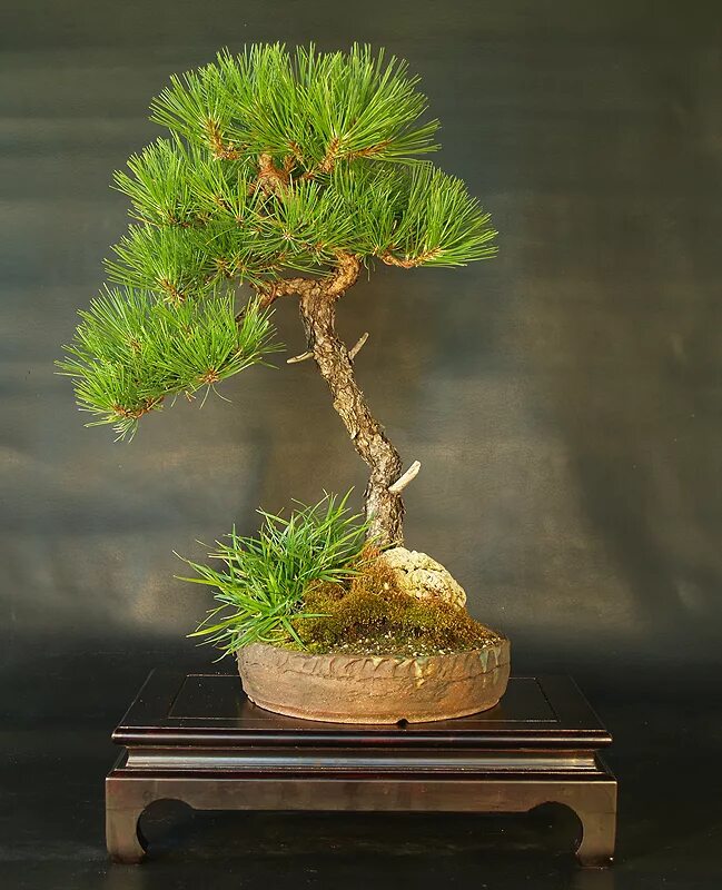 Nigra -Bonsai сосна. Сосна Веймутова бонсай. Сосна Бунге бонсай. Сосна Пиния бонсай.