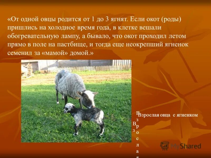 сколько овца рожает ягнят