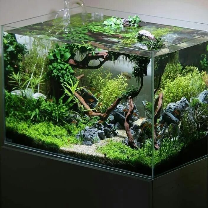 Ивагуми в нано аквариуме. Акваскейп 300 литров. Акваскейп стиль камбоджа. Акваскейп промоушн. Акваскейпинг.