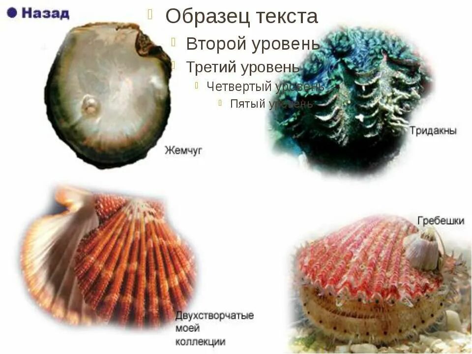 3 примера двустворчатых