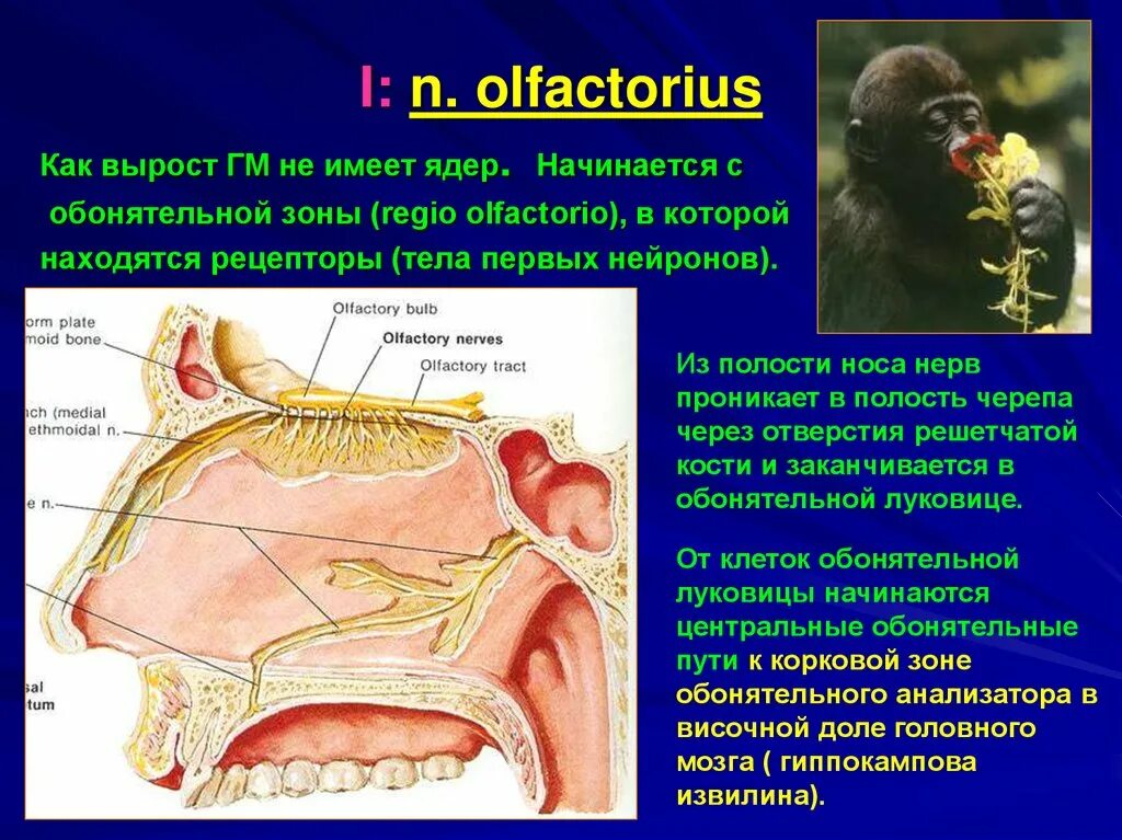 Обонятельный нерв (n. olfactorius). Обонятельный нерв-его ветви. Нерв olfactorius. Зона иннервации обонятельного нерва. Обонятельная зона находится