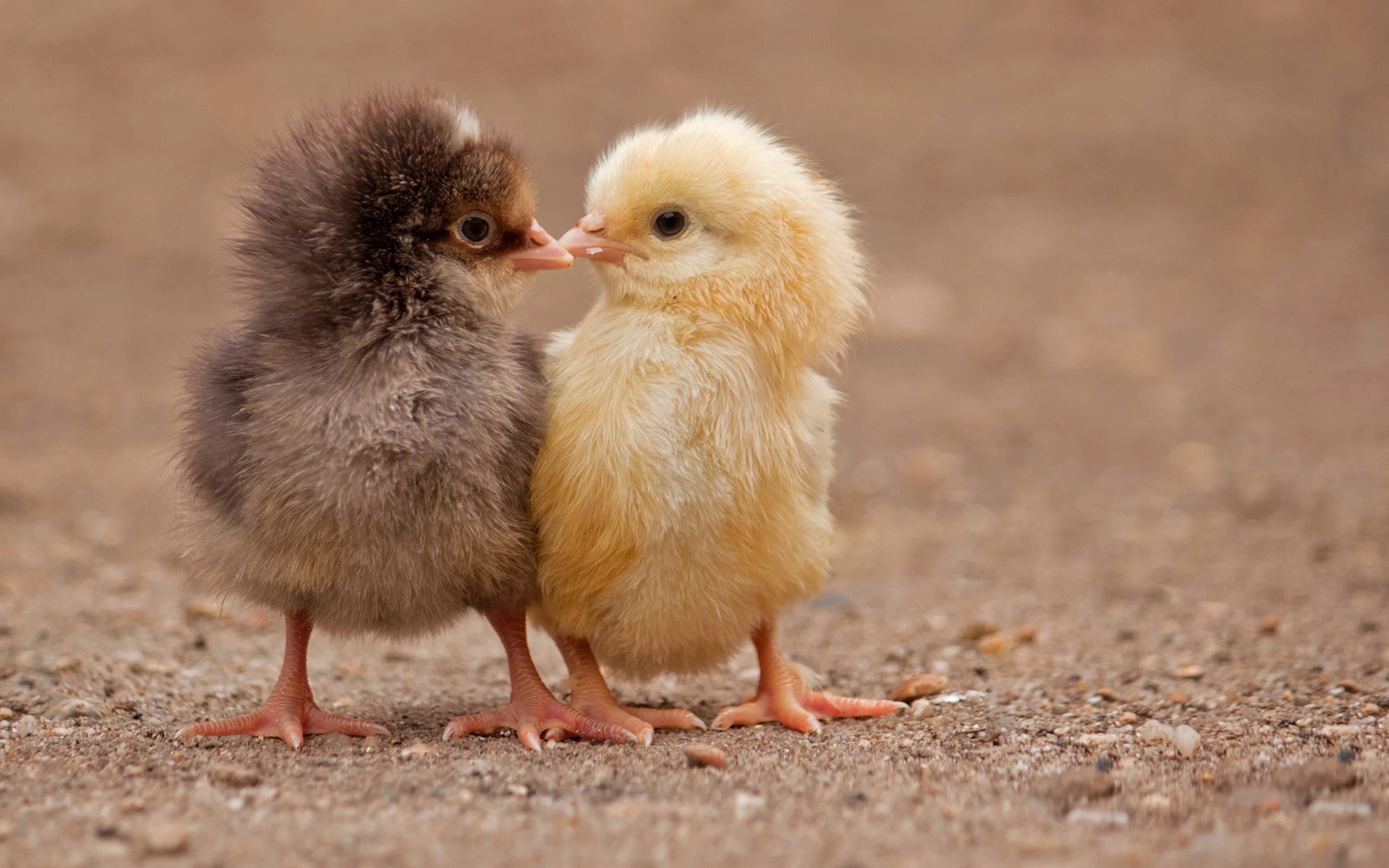 Маленький птенчик. Милые птенцы. Смешной цыпленок. Забавные цыплята.