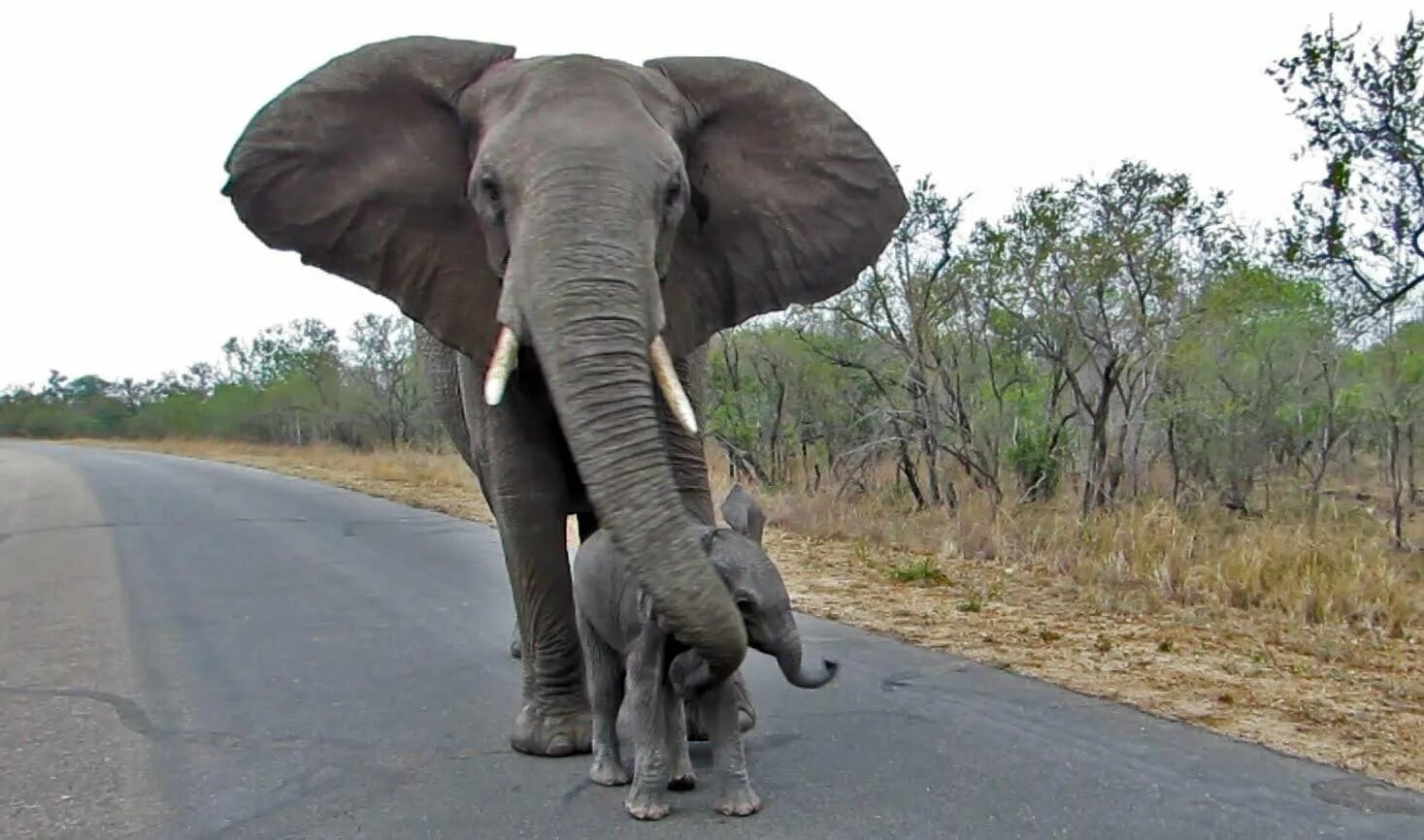 Смешные слоны. Африканский слон. Слоны защищаются. Хобот слона.