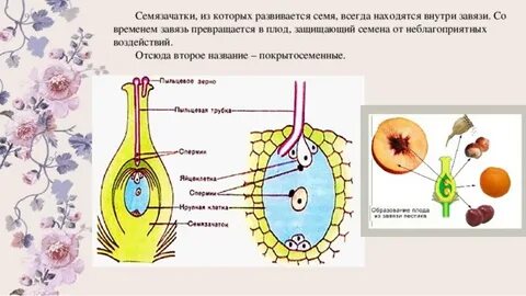 Что развивается из семязачатка