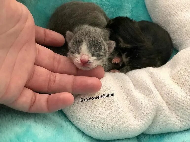 Слепые котята. Новорожденные котята. Обычные новорожденные котята. Маленькие котята новорожденные. Фото новорожденных котят.