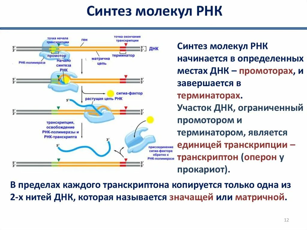 В результате реакций матричного синтеза синтезируются молекулы. Синтез ИРНК схема. Синтез матричной РНК этапы. Процесс синтеза информационная РНК транскрипция. Синтез РНК У прокариот.