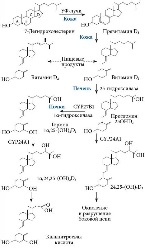 Синтез витамина d3 биохимия. Метаболизм витамина д3 в организме человека. Синтез витамина д в организме схема. Схема синтеза витамина д3.