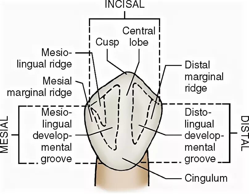 Ridge перевод. Marginal Ridge in mandibular lateral incisors.