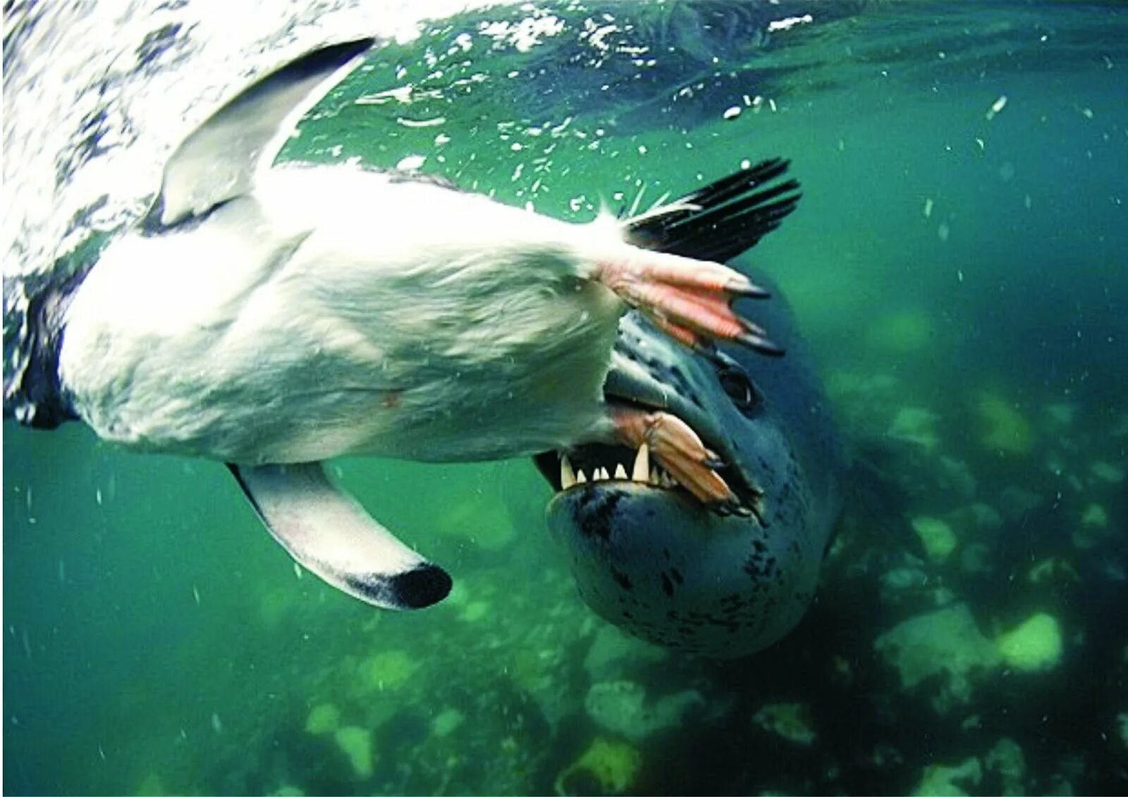 Морской нападение. Морской леопард охотится на пингвинов. Морской леопард ест пингвина. Морской леопард в Антарктиде. Морской леопард и Касатка.