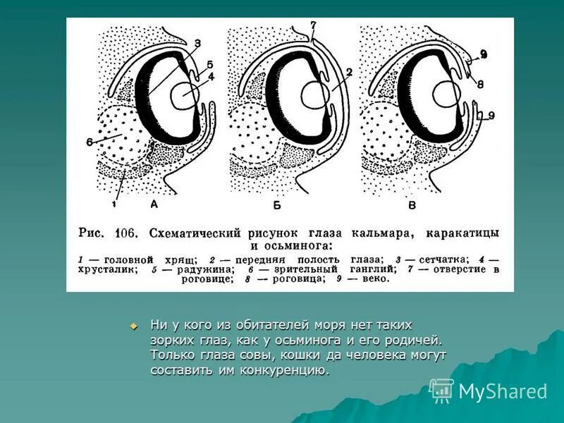 пищеварительная система головоногих схема. головоногие моллюски строение кальмар. головоногие моллюски внутреннее строение. класс головоногие моллюски внутреннее строение схема. дыхательная система кальмара схема.