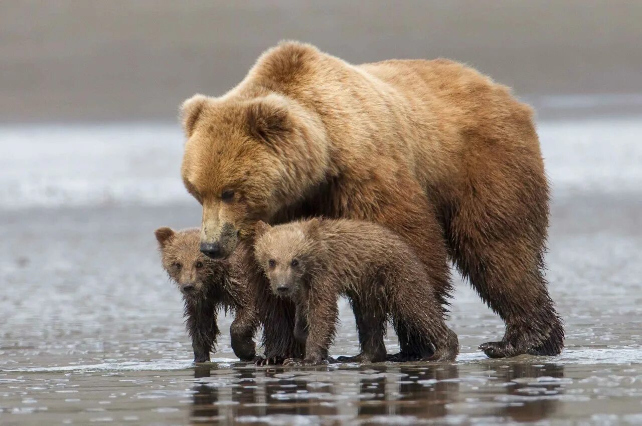 Медведица с медвежатами. Медведь с медвежонком. Медведи обнимаются. Бурая Медведица с медвежатами.
