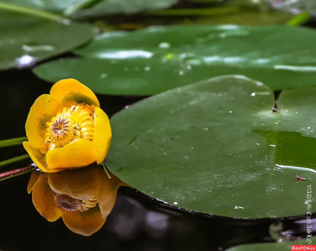 Кубышка (Nuphar). Цветок кубышка малая. Кубышка японская Nuphar japonica. Кувшинка желтая кубышка. Кубышка растет