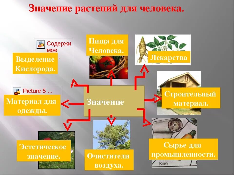 Разнообразие ограниченно. Роль растений в природе. Роль растений в природе и жизни человека. Поль растений в природе и жизни человека. Роль опмтений в природе.