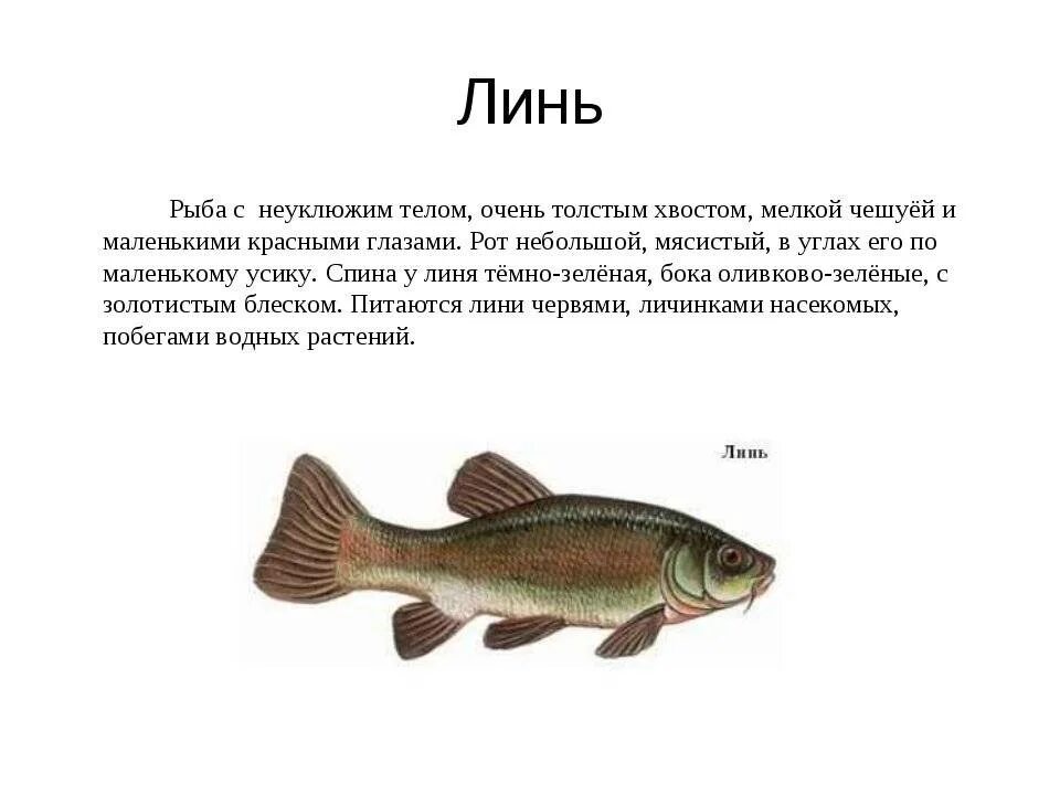 Линь (рыба) описание. Речная рыба Линь. Озерная рыба Линь. Сообщение о рыбе Линь.