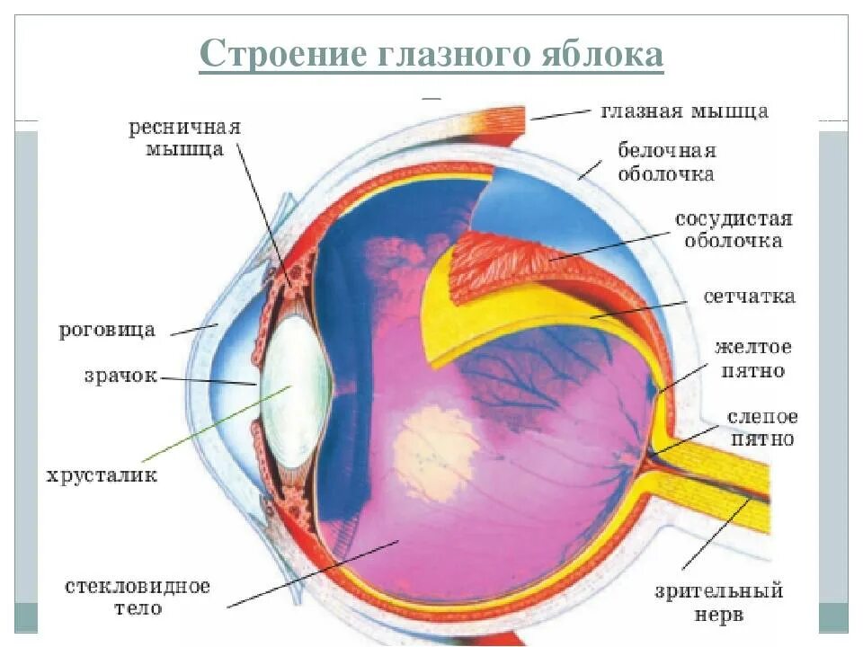 Строение глаза глазное яблоко. Строение органа зрения (строение глазного яблока).. Анатомические структуры глазного яблока. Строение зрительного анализатора глазное яблоко. Орган зрения анатомия строение.