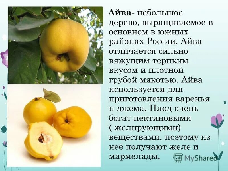Айва отличница описание сорта фото отзывы садоводов Сорта айвы