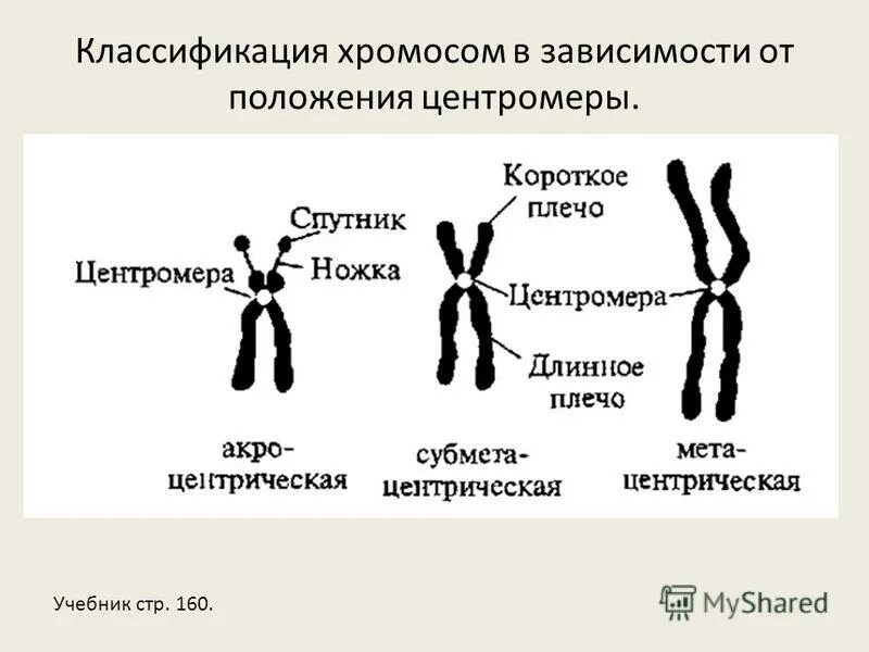 Классификация хромосом по расположению центромеры. Схема классификация хромосом по расположению центромеры. Хромосомы человека строение и классификация. Классификация хромосом в зависимости от расположения центромеры..