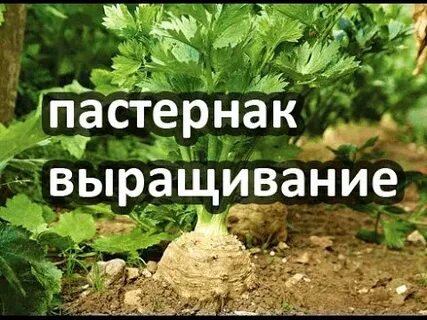 Пастернак растение выращивание