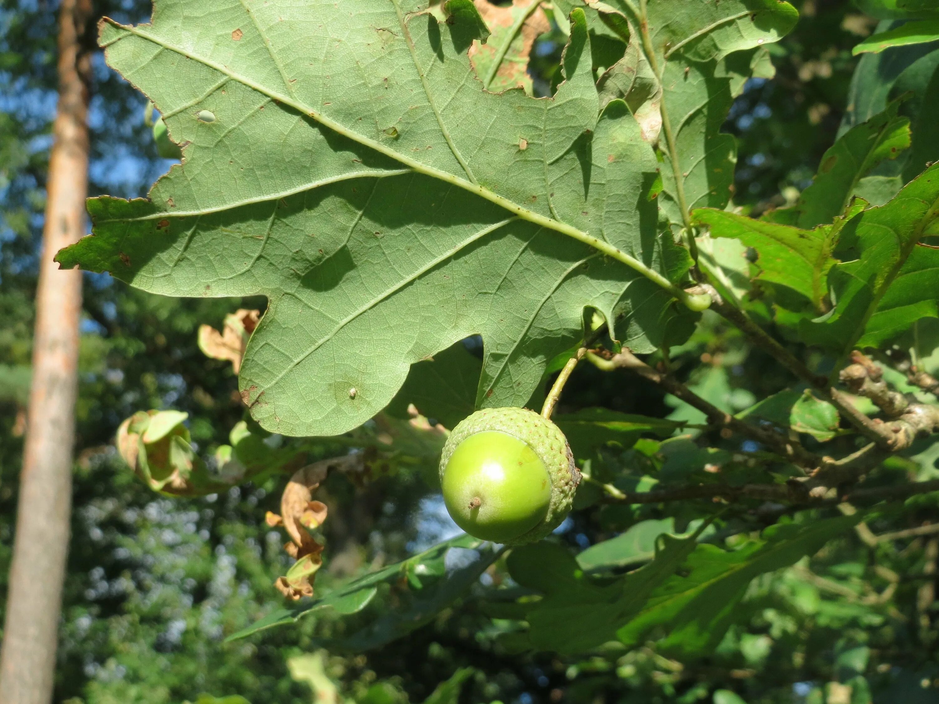 Дуб черешчатый (Quercus Robur). Quercus Robur pendula. Дуб черешчатый Quercus Robur INFV,. Дуб черешчатый ножкоцветный (Quercus Robur pedunculiflora). Диаметр дуба черешчатого