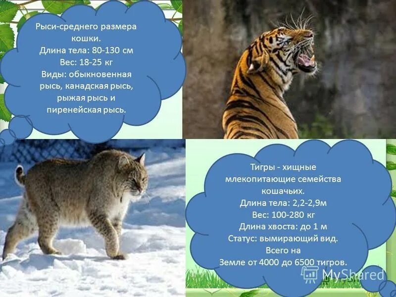 млекопитающее семейства кошачьих кроссворд