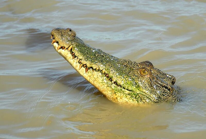 Какой крокодил зеленый. Гребнистый крокодил зеленый. Зеленый Крокодильчик. Почему крокодил зеленый?. Крокодил ярко салатовый.