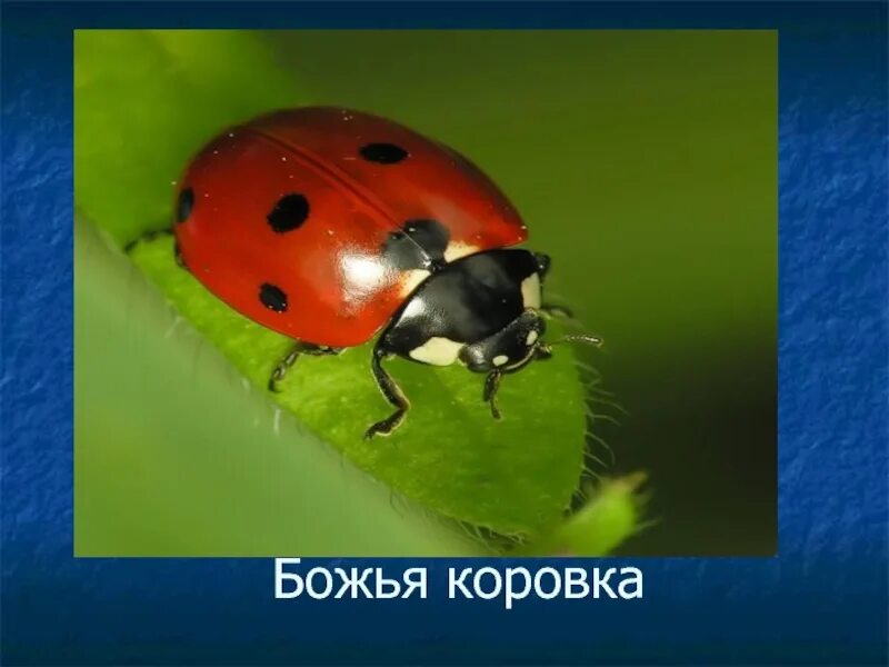 Кусается коровка. Божья коровка двенадцатиточечная. Божьи коровки кусаются. Жук похожий на Божью коровку. Конечности Божьей коровки.