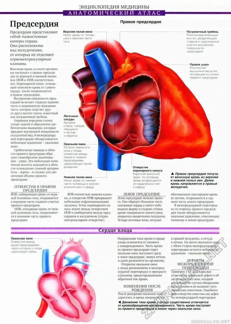 Атлас анатомии сердца правок предсерде. Энциклопедия медицины анатомический атлас. Анатомический атлас сердце. Сердце анатомия атлас. Кровь направляется к легким