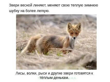 Какие животные линяют и меняют мех