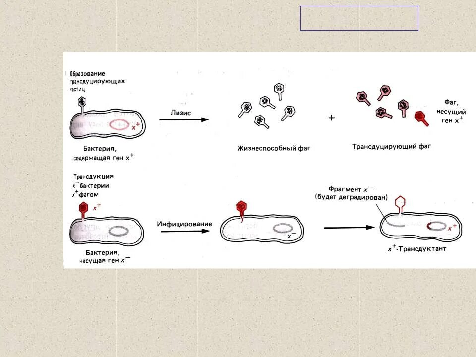 Схема трансдукции у бактерий. Неспецифическая трансдукция бактерий. Размножение бактериофага трансдукция. Размножение бактерий трансдукция. Прокариоты наследственная информация