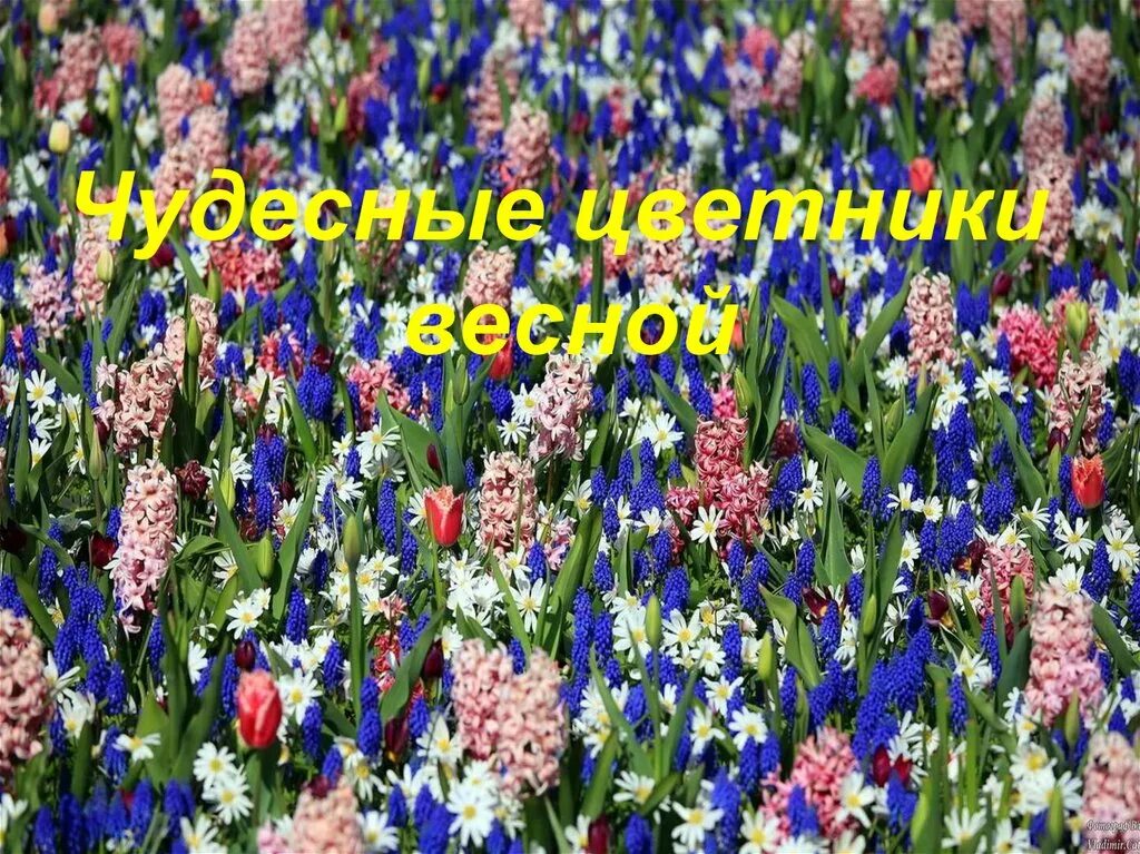 Весенние цветы 2 класс