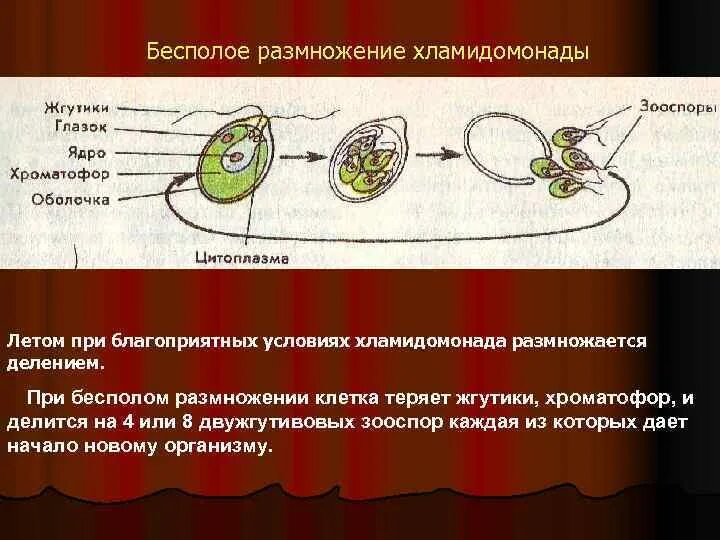 Бесполое размножение хламидомонады. Деление хламидомонады бесполое. Способы размножения хламидомонады. Размножение хламидомонады в благоприятных условиях.